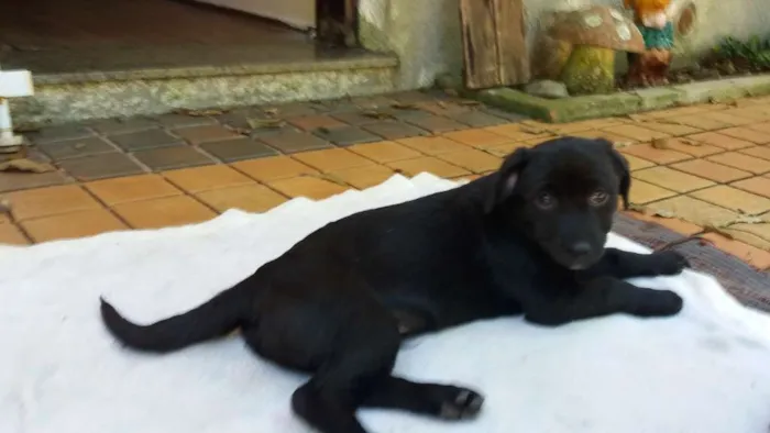 Cachorro ra a SRD idade 2 a 6 meses nome Obama