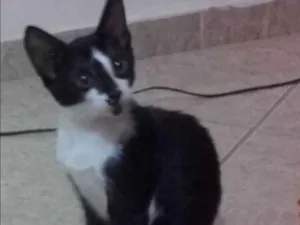 Gato raça indefinida idade 2 a 6 meses nome vermifugado!!
