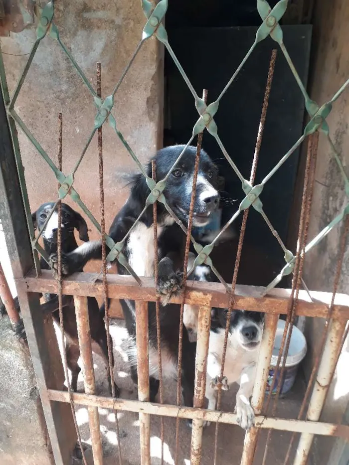 Cachorro ra a Vira lata idade 7 a 11 meses nome Sem nomes