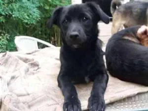 Cachorro raça SRD idade 2 a 6 meses nome Obama