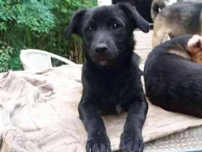 Cachorro ra a SRD idade 2 a 6 meses nome Obama