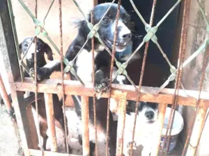 Cachorro raça Vira lata idade 7 a 11 meses nome Sem nomes