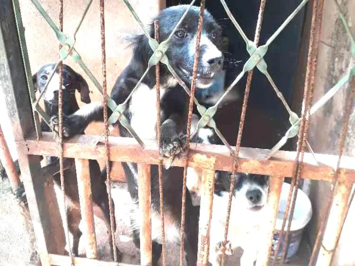 Cachorro ra a Vira lata idade 7 a 11 meses nome Sem nomes