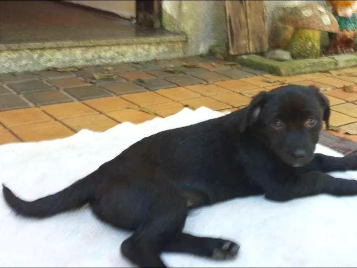Cachorro ra a SRD idade 2 a 6 meses nome Obama