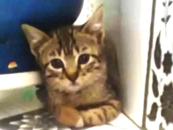 Gato ra a SRD idade 2 a 6 meses nome hiuna