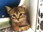 Gato raça SRD idade 2 a 6 meses nome hiuna