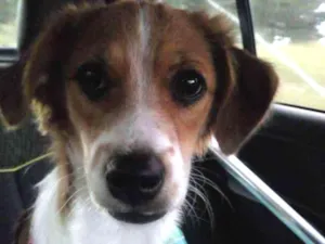 Cachorro raça Vira lata idade 2 a 6 meses nome Dolores
