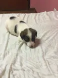 Apolo