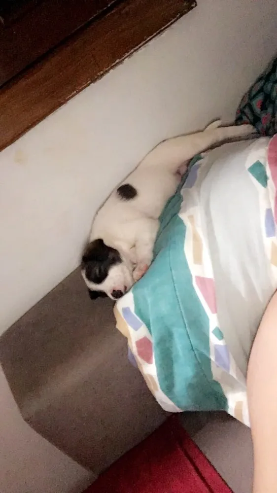 Cachorro raça Fila idade Abaixo de 2 meses nome Apolo