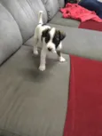 Apolo