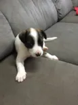 Apolo