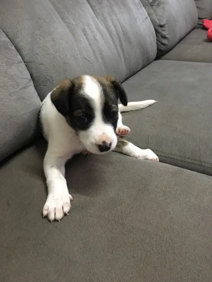 Cachorro raça Fila idade Abaixo de 2 meses nome Apolo