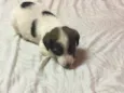 Apolo