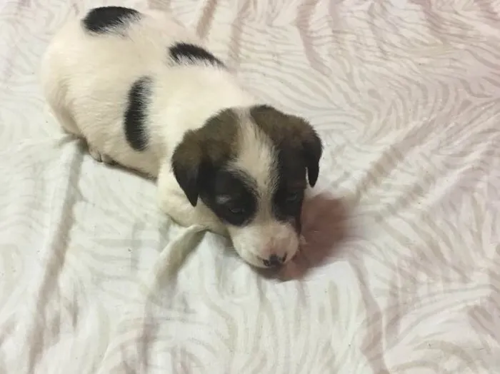 Cachorro raça Fila idade Abaixo de 2 meses nome Apolo
