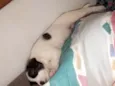Apolo