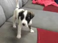 Apolo