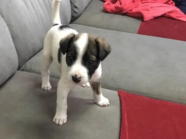 Cachorro raça Fila idade Abaixo de 2 meses nome Apolo