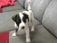 Apolo