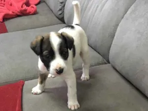 Cachorro raça Fila idade Abaixo de 2 meses nome Apolo