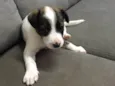 Apolo
