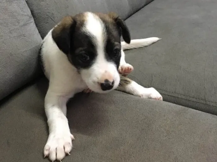 Cachorro raça Fila idade Abaixo de 2 meses nome Apolo