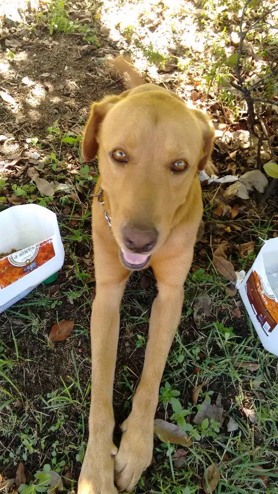 Cachorro raça ??? idade 2 anos nome ?