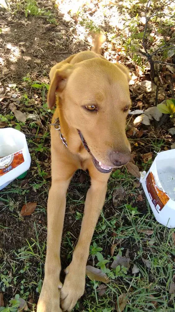 Cachorro raça ??? idade 2 anos nome ?