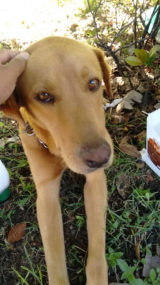 Cachorro raça ??? idade 2 anos nome ?