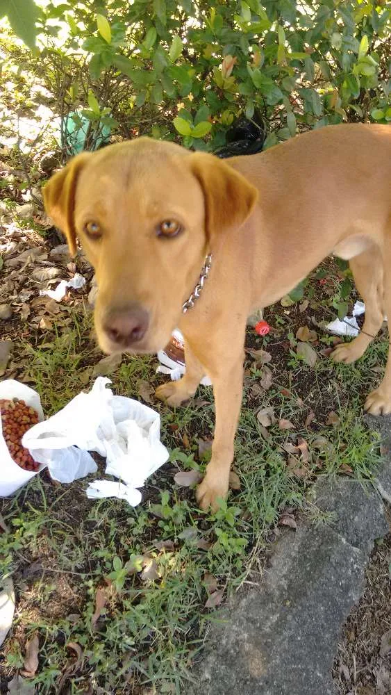 Cachorro raça ??? idade 2 anos nome ?