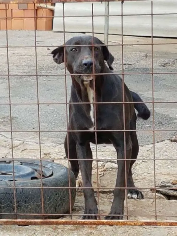 Cachorro ra a SRD idade 2 anos nome Nêgah
