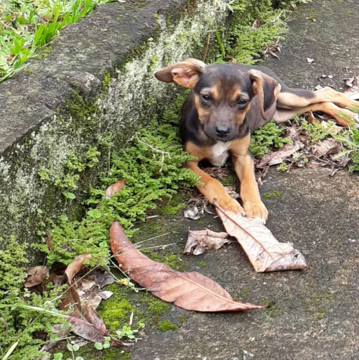 Cachorro ra a SRD idade 2 a 6 meses nome Dudinha