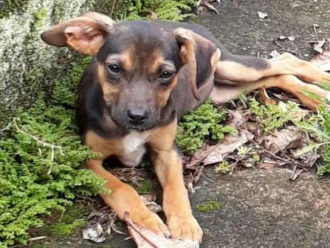 Cachorro ra a SRD idade 2 a 6 meses nome Dudinha