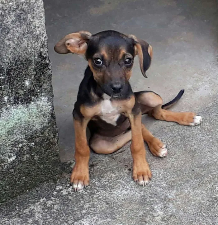 Cachorro ra a SRD idade 2 a 6 meses nome Dudinha