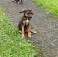 Dudinha