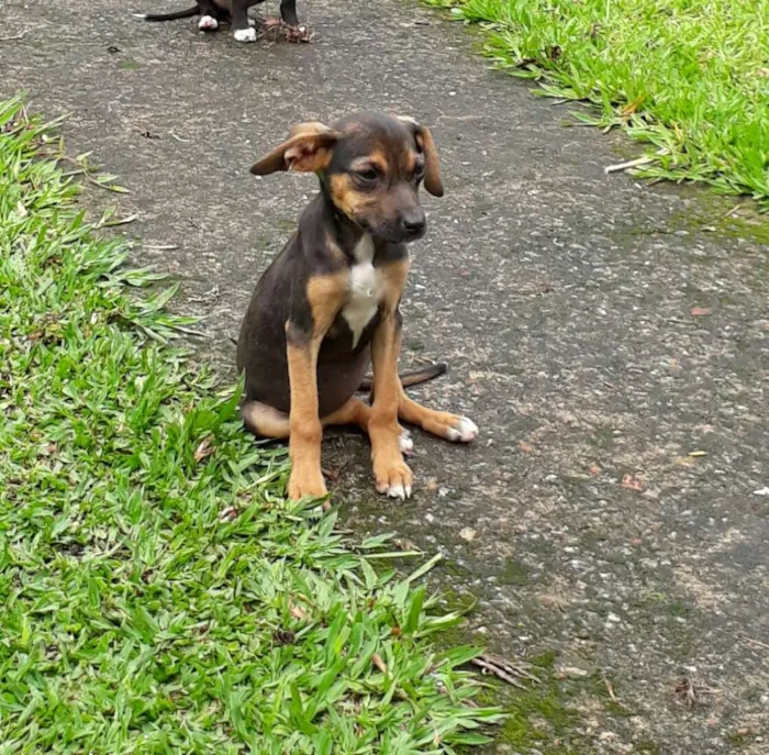 Cachorro ra a SRD idade 2 a 6 meses nome Dudinha