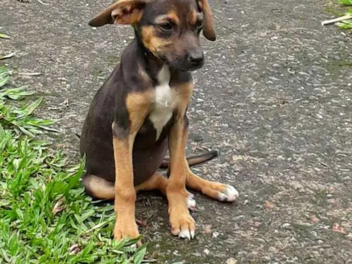 Cachorro ra a SRD idade 2 a 6 meses nome Dudinha