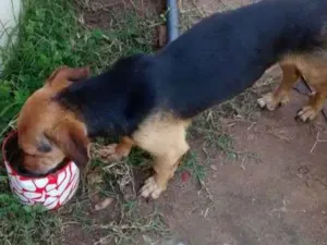Cachorro raça mista c pincher idade 3 anos nome Fred
