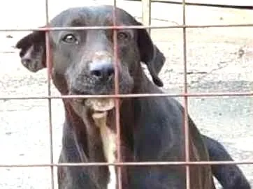 Cachorro ra a SRD idade 2 anos nome Nêgah