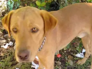 Cachorro raça ??? idade 2 anos nome ?