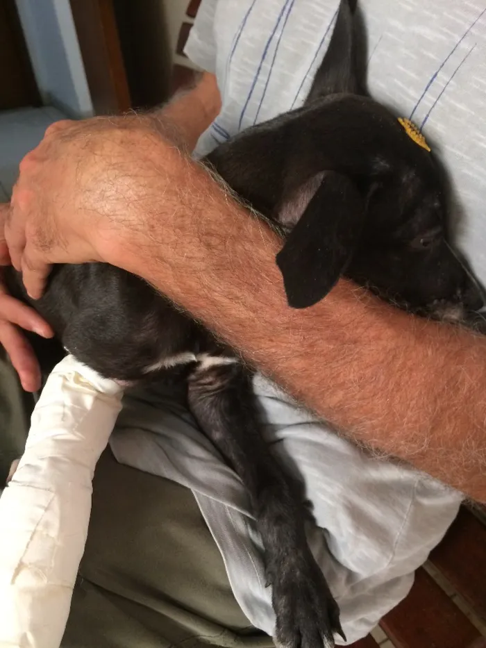 Cachorro ra a SRD idade 2 a 6 meses nome Pretinha