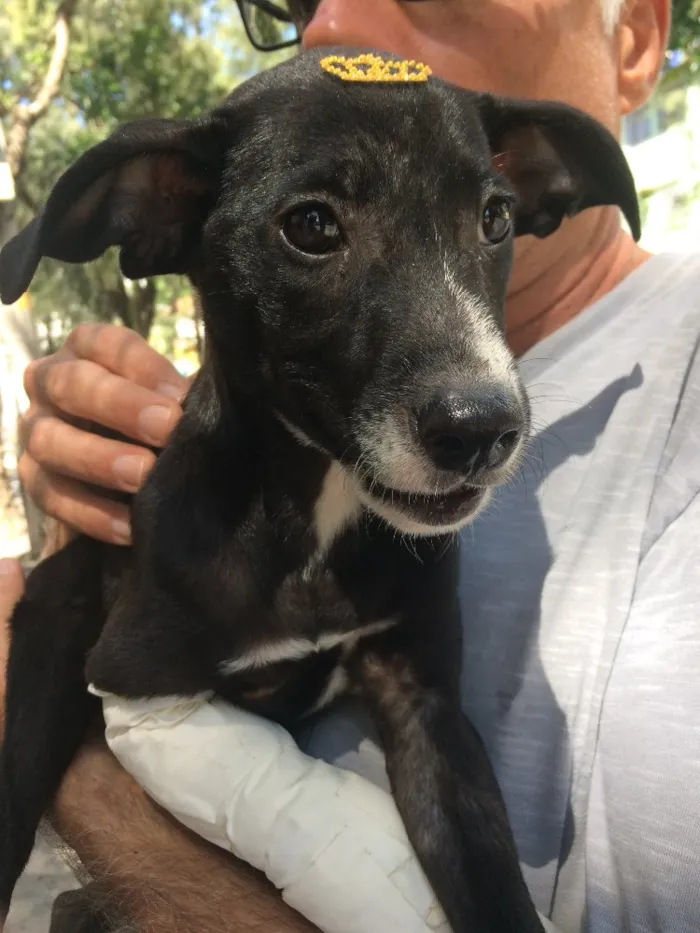 Cachorro ra a SRD idade 2 a 6 meses nome Pretinha
