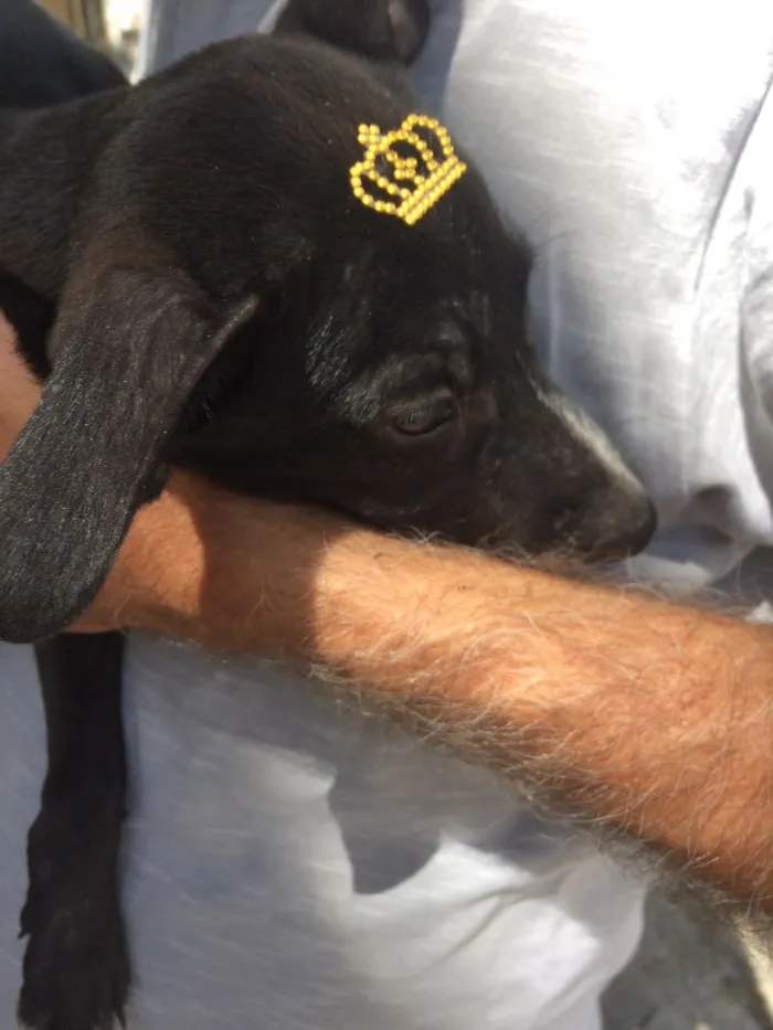 Cachorro ra a SRD idade 2 a 6 meses nome Pretinha