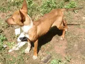 Cachorro raça mista idade 1 ano nome eufroia