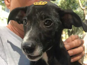 Cachorro raça SRD idade 2 a 6 meses nome Pretinha
