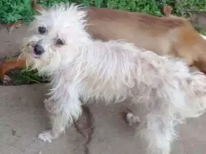 Cachorro raça puldon idade 1 ano nome pluma