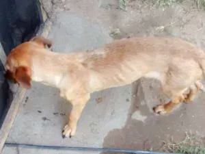 Cachorro raça simples idade 2 anos nome isaias
