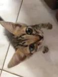 Bastet