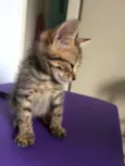Bastet