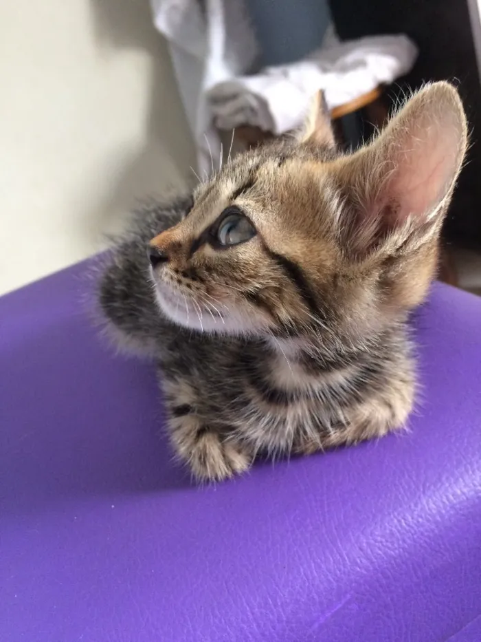 Gato ra a SRD idade 2 a 6 meses nome Bastet