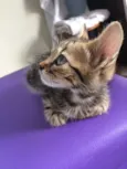 Bastet